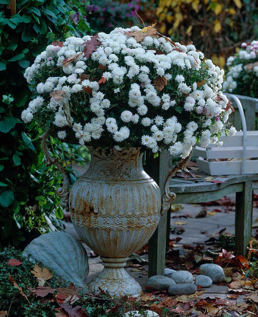 Iron amphora with dendranthema 'Dreamstar Leto'