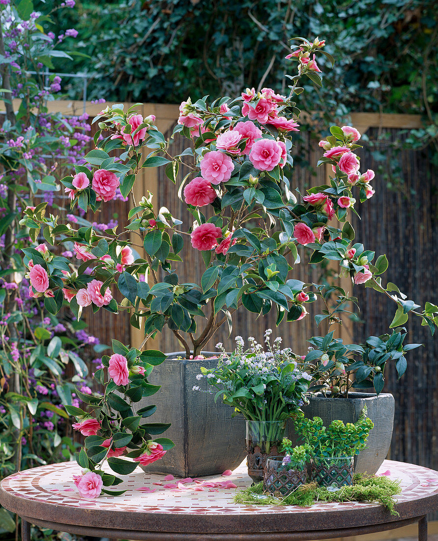 Camellia japonica 'Mrs. Tingley'