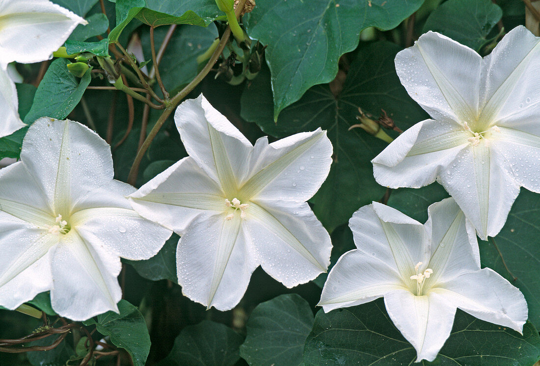 Ipomoea alba (Moon Bindweed) - Strong evening fragrance, opens flowers in the evening