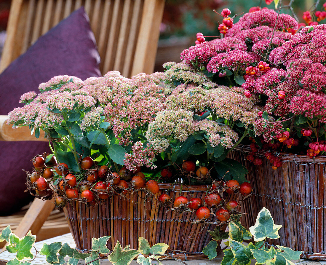 Sedum spectabile (weiß), Sedum telephium (Fetthenne)