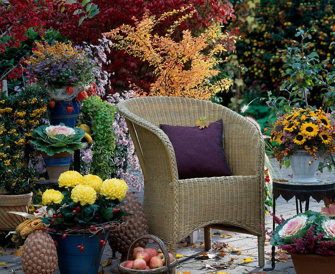 Autumn terrace with ball chrysanthemums (Dendranthema, Brassica)