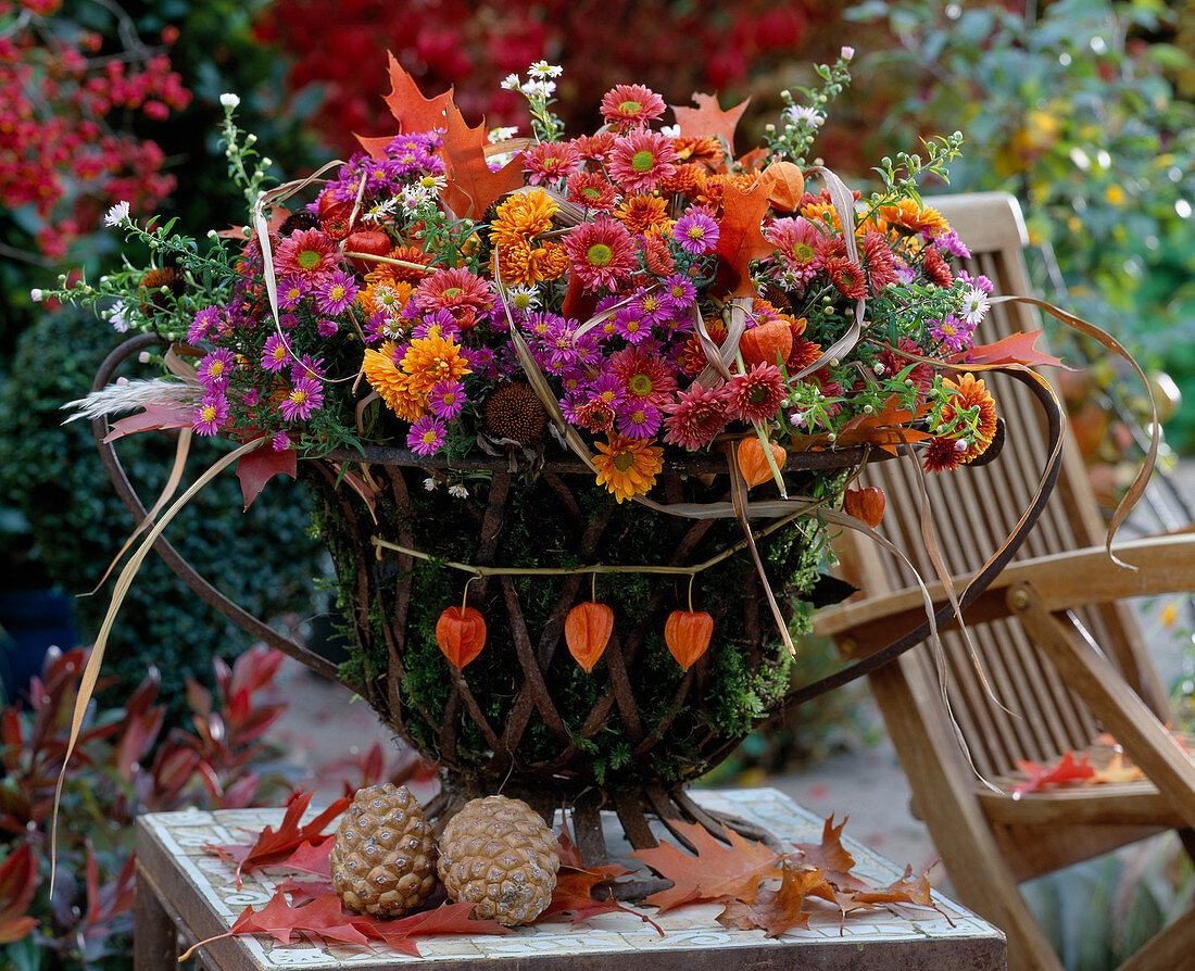 Iron bowl lined with moss with various Dendranthema (autumn chrysanthemums)