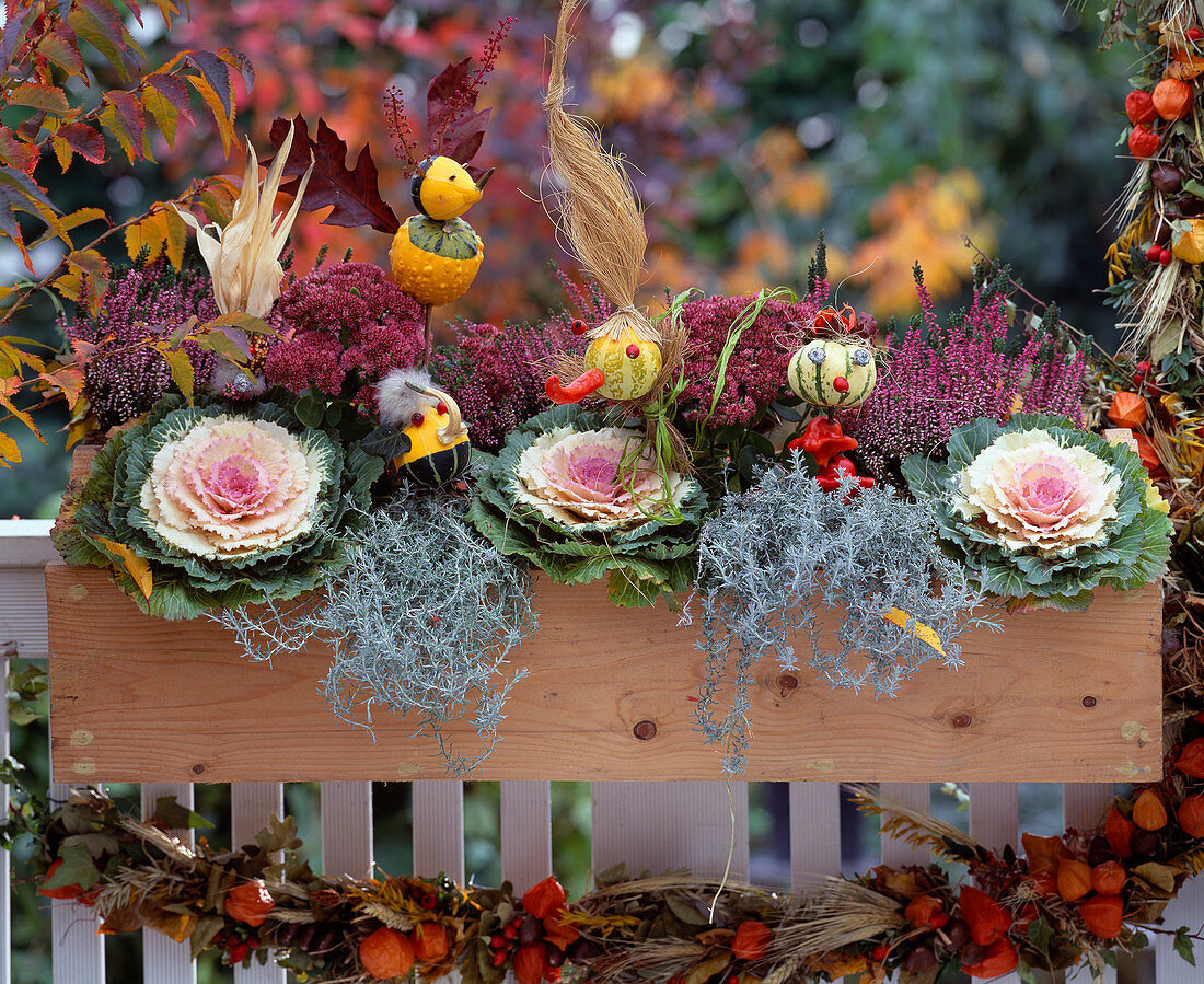 Wooden box: Brassica (ornamental cabbage), Sedum (stonecrop), Calluna (broom heather), Caloce