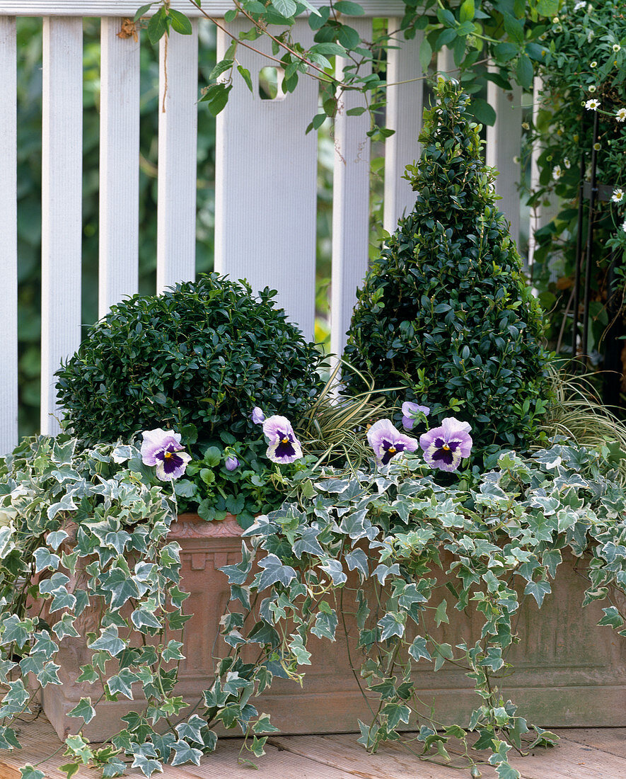 Book ball and pyramid, Hedera (ivy), Viola (pansy)