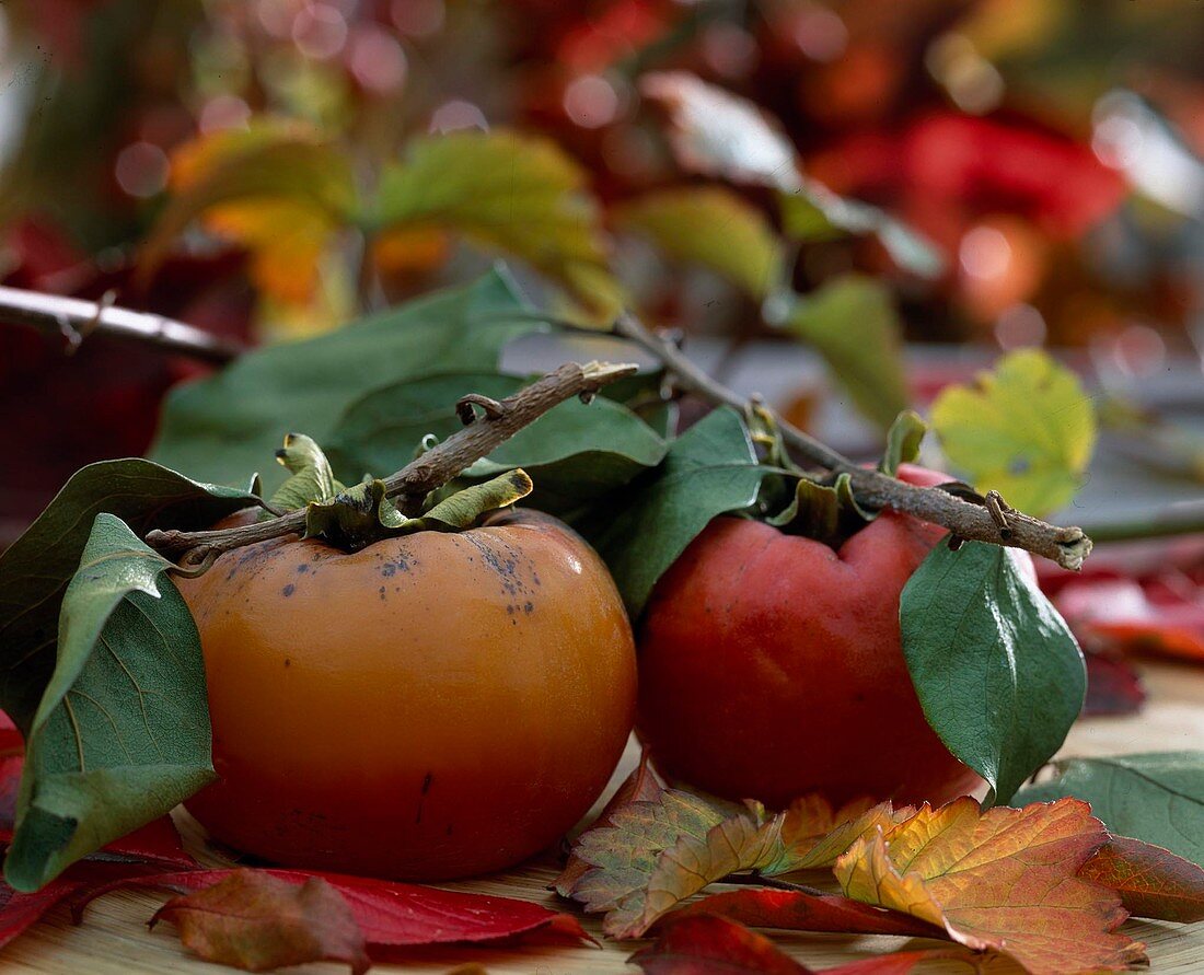 Kaki fruit (persimmon) in ripe condition