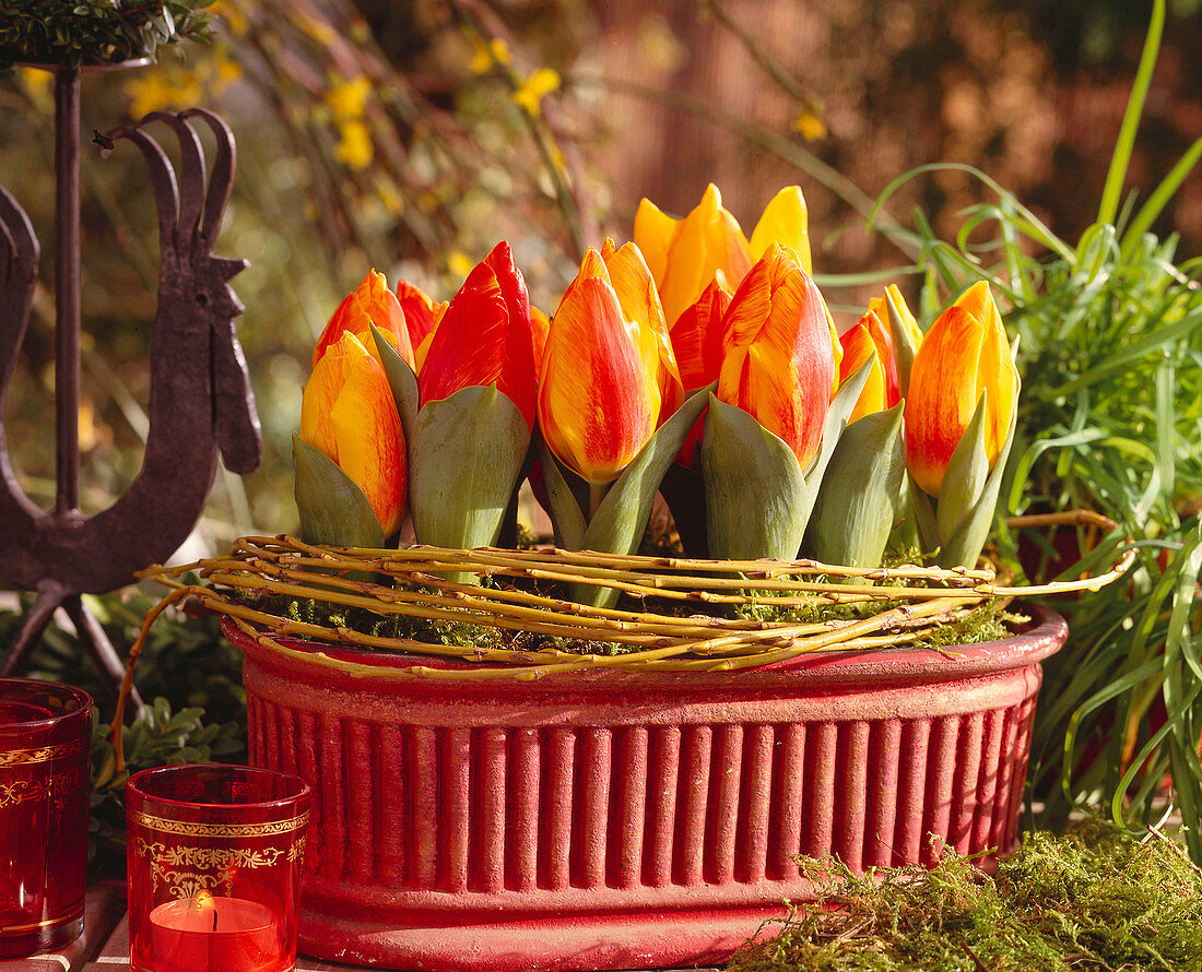 Tulipa-Hybr. (Tulpen) in Jardiniere