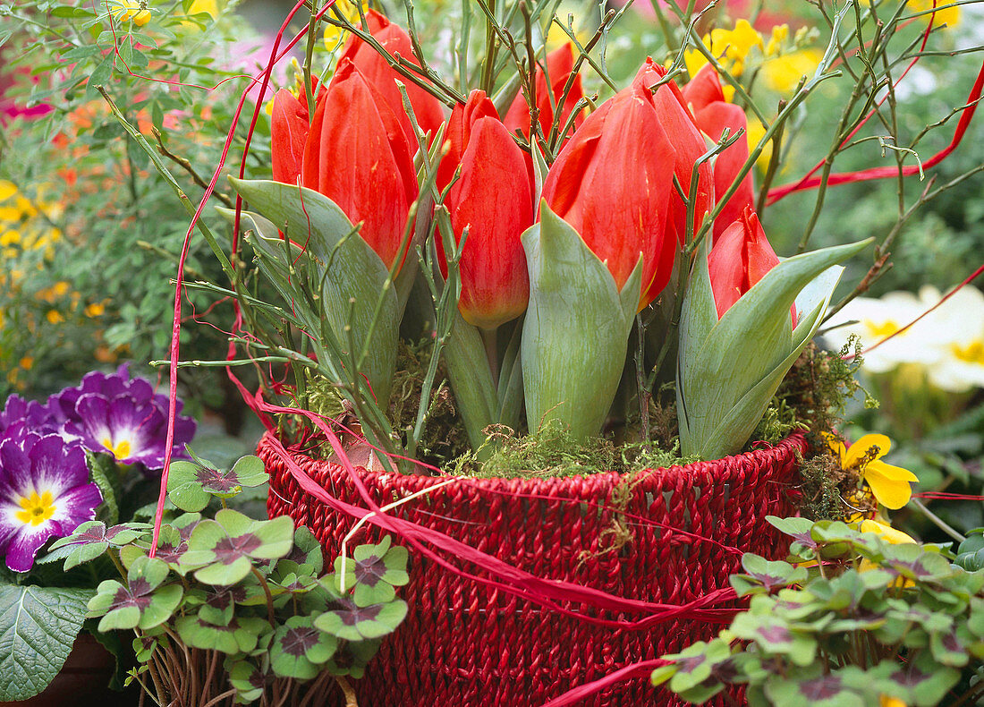 Tulipa hybr. (mini tulips)