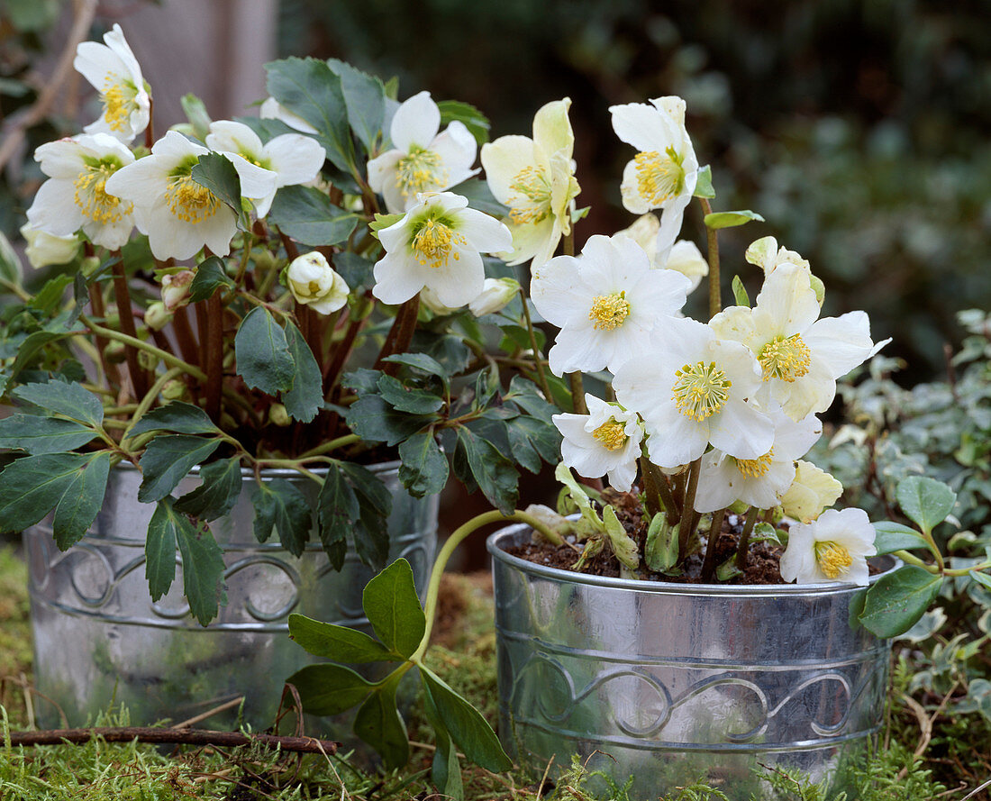 Helleborus niger