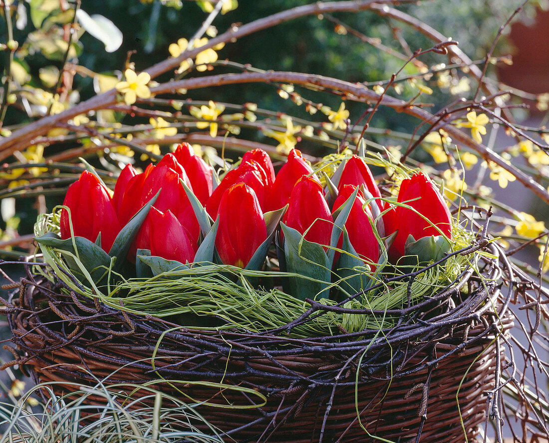 Willow basket with mini tulips (Tulipa)