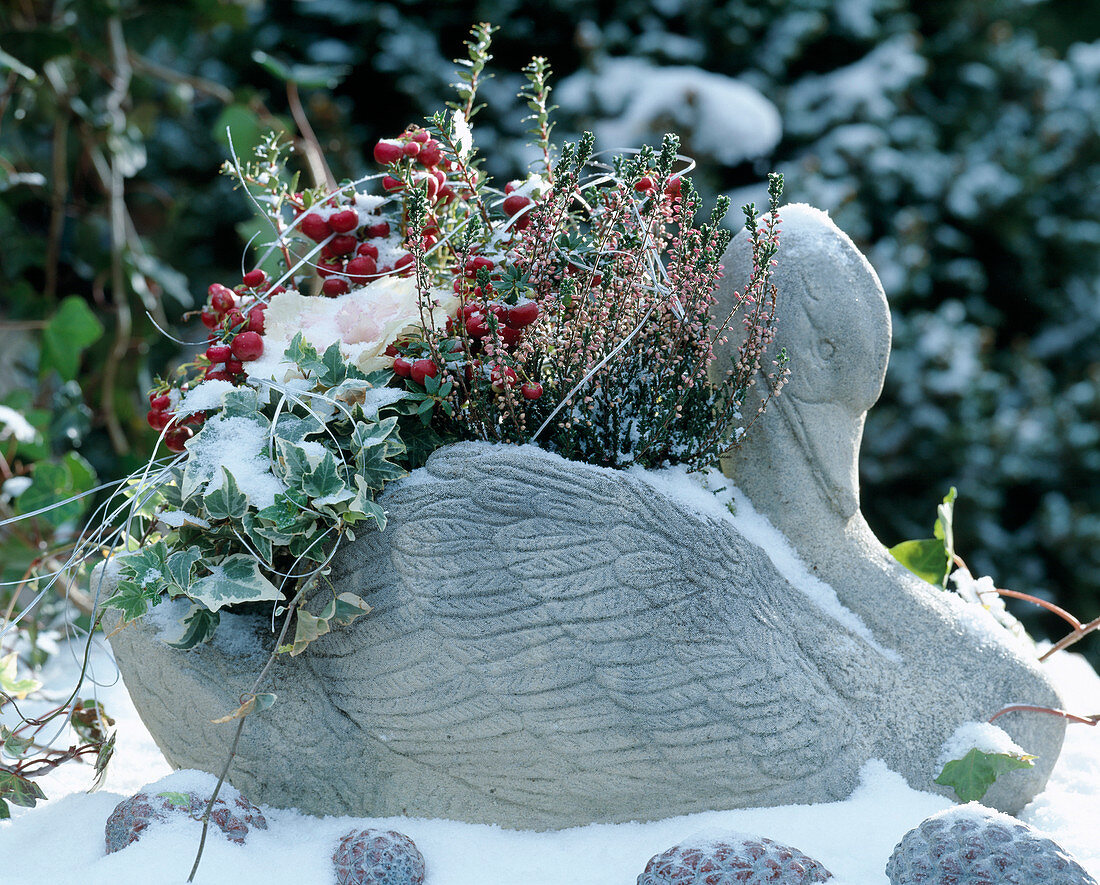 Cement swan as container for Hedera (ivy), Calluna