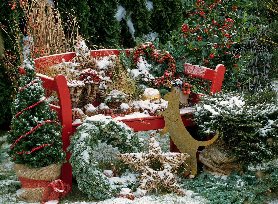 Red garden bench winterly with Picea (sugar loaf spruce)