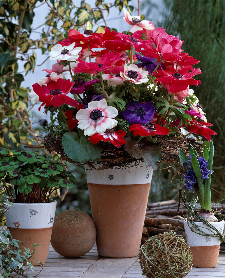 Anemone coronaria / Kronenanemone