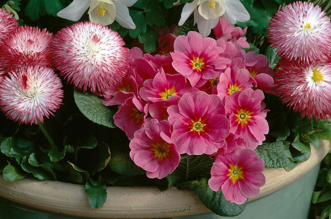 Bellis habanero 'White with red border', primula (cushion primrose)