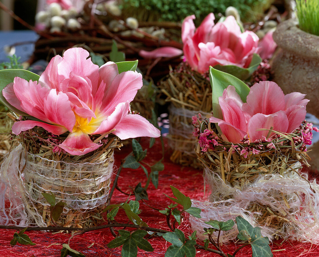 Tulipa 'Angelique'/ Tulpenblüten in Gläsern mit Heumanchette,