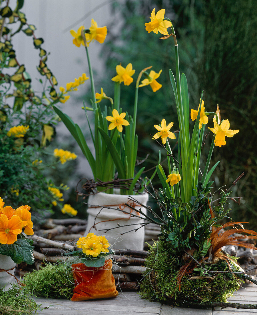 Narcissus, Primula (cushion primrose), pot of moss