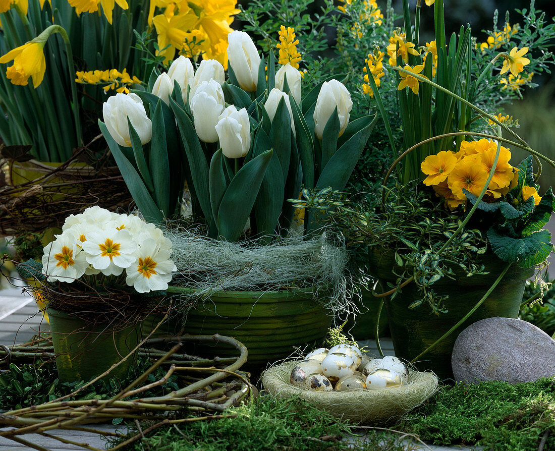 Small table arrangement with Narcissus 'Gold Medal'