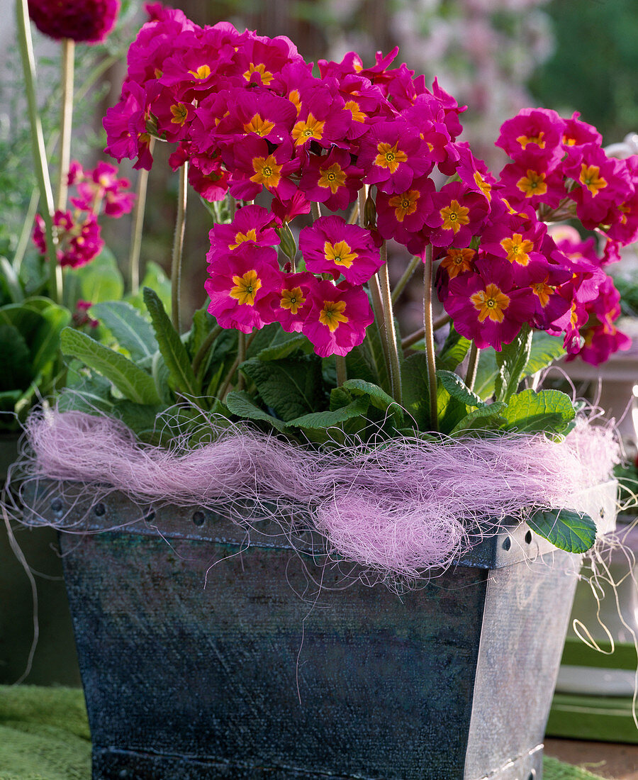 Primula elatior 'Crescendo Arnaranth'