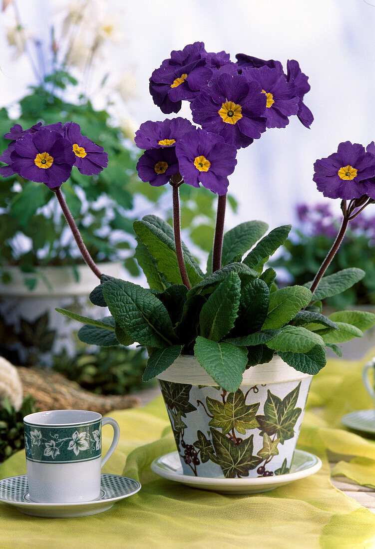 Primula Elatior 'Crescendo Blautöne'