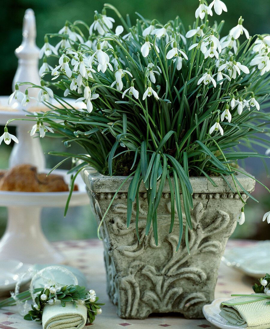 Galanthus nivalis