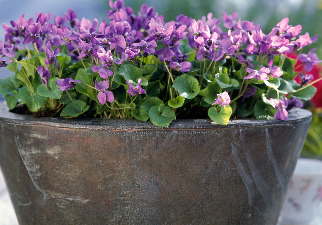 Viola odorata