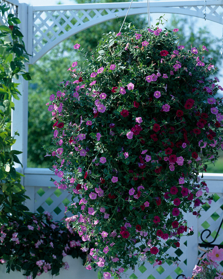 Petunia 'Easy Wave Pink'