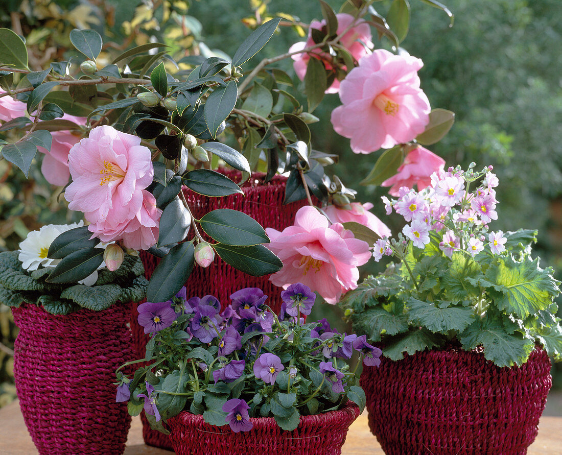 Baskets with Camellia 'Donation', Viola (Pansy)