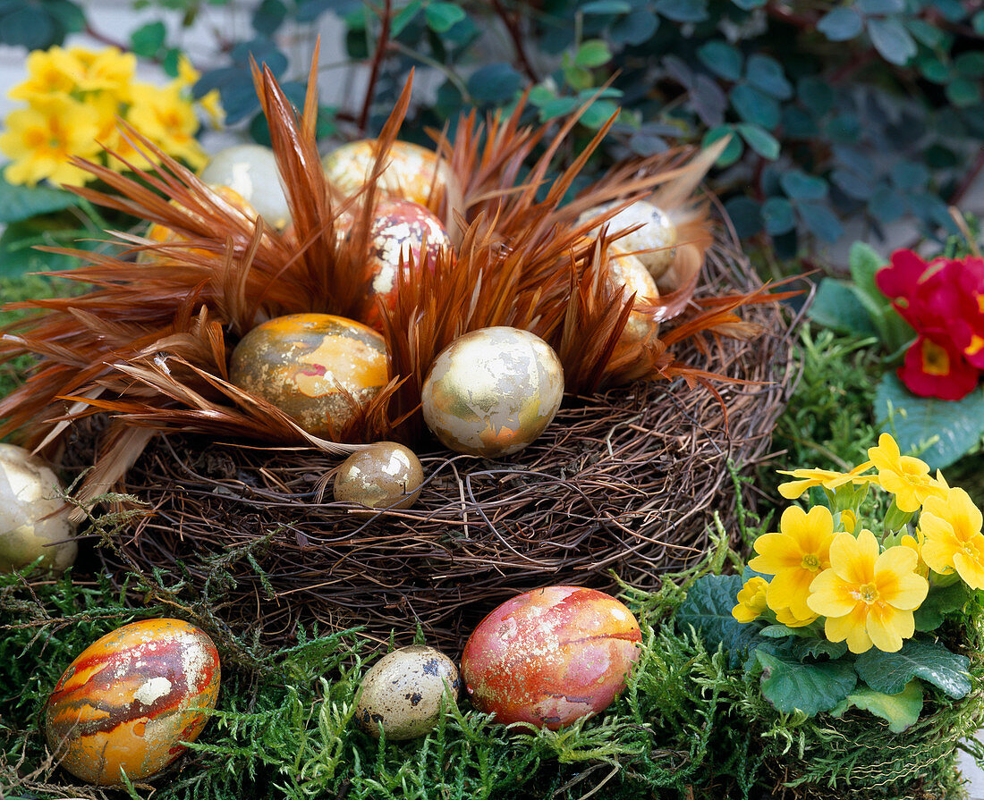 Nest aus trockenen Ranken von Mühlenbeckia