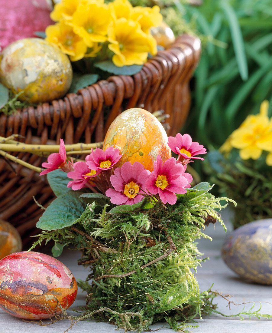 Primula acaulis (primrose) as mini with Easter eggs, color