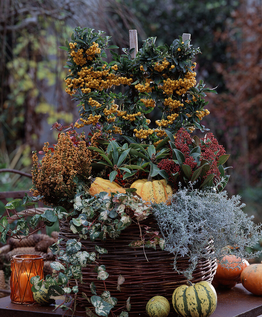 Willow basket sprayed with Pyracantha (firethorn), Erica (heather), Skimmia, Hedera (ivy)