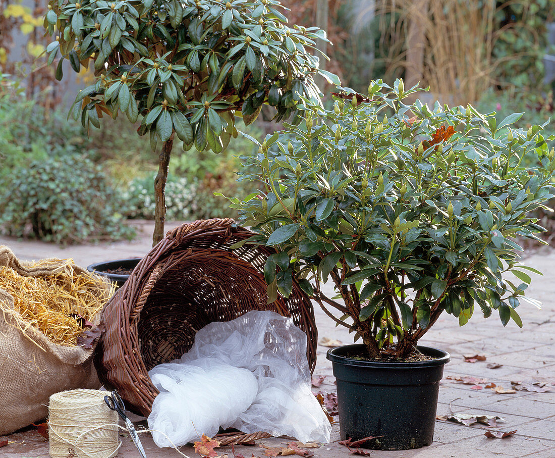Rhododendron für den Winter schützen, Ballen in mit Stroh gefüllte Körbe stellen