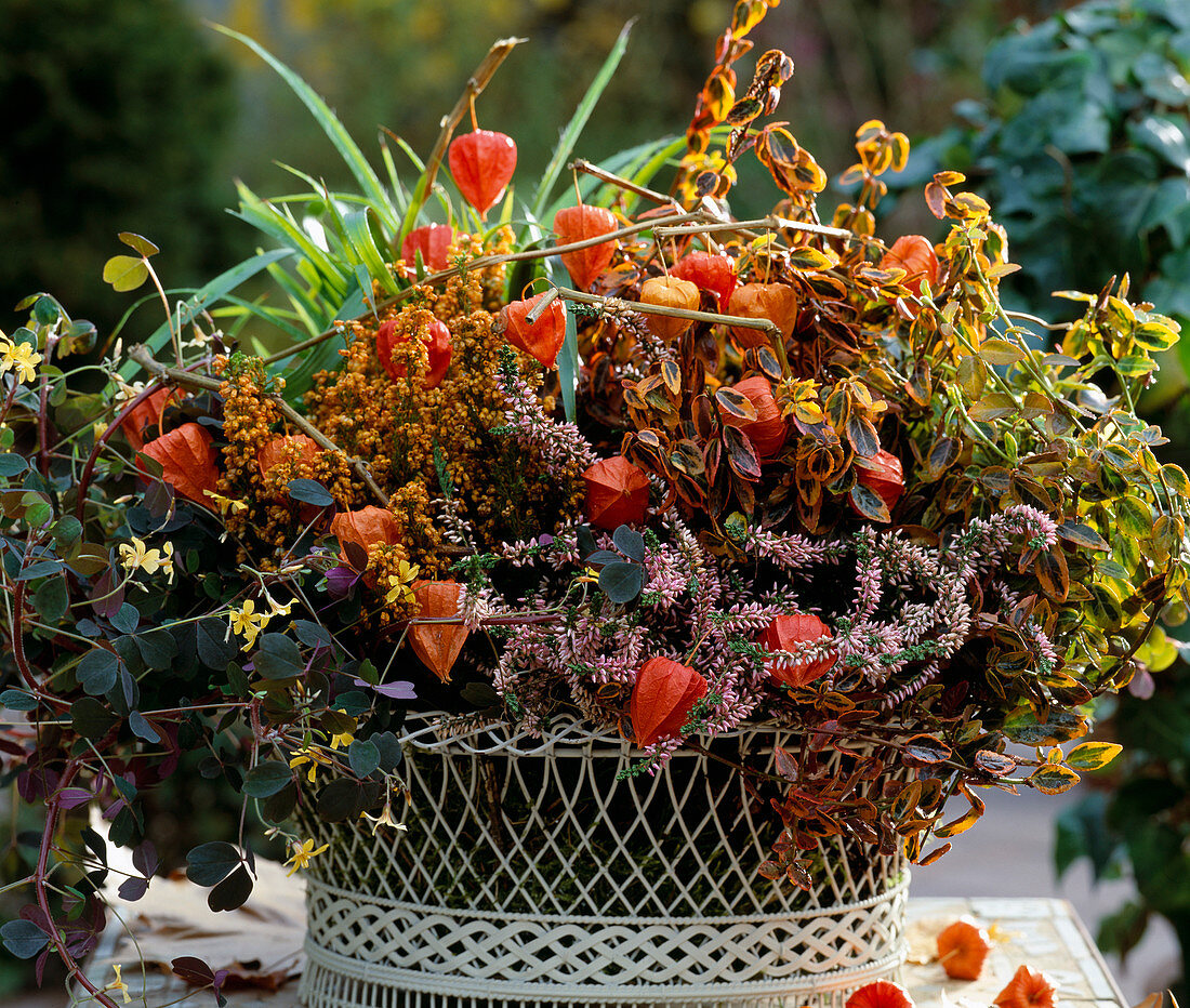 Wire basket filled with moss, Calluna (broom heather), Erika (heather) sprayed