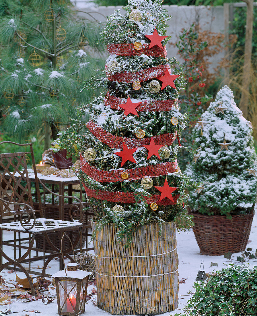 Eingewinterte Kletterrose mit Tannenzweige, Rupfen umwickelt und mit Kugeln und Sternen verziert