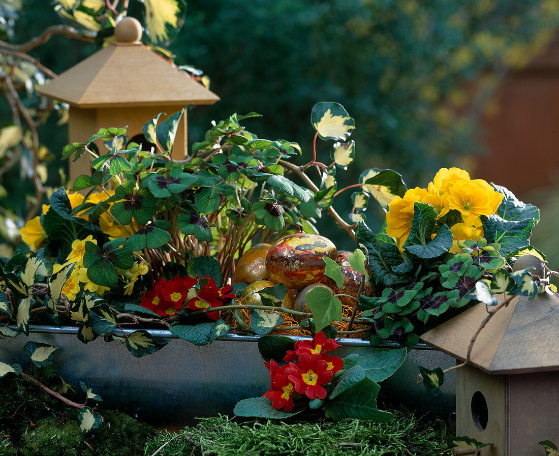 Tin trough with Oxalis (clover), Primula (cushion primrose)