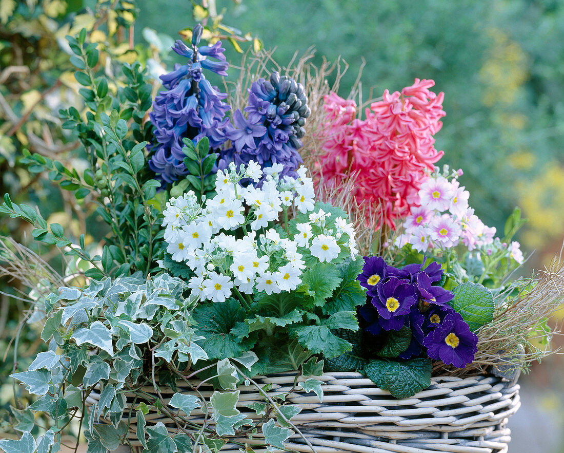 Basket with Hedera (ivy), Primula chinensis, Hyacinthus