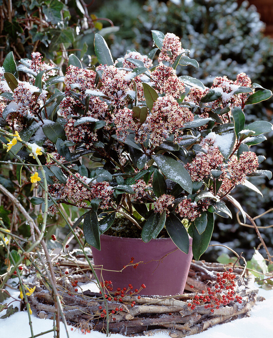 Skimmia japonica / Skimmie,