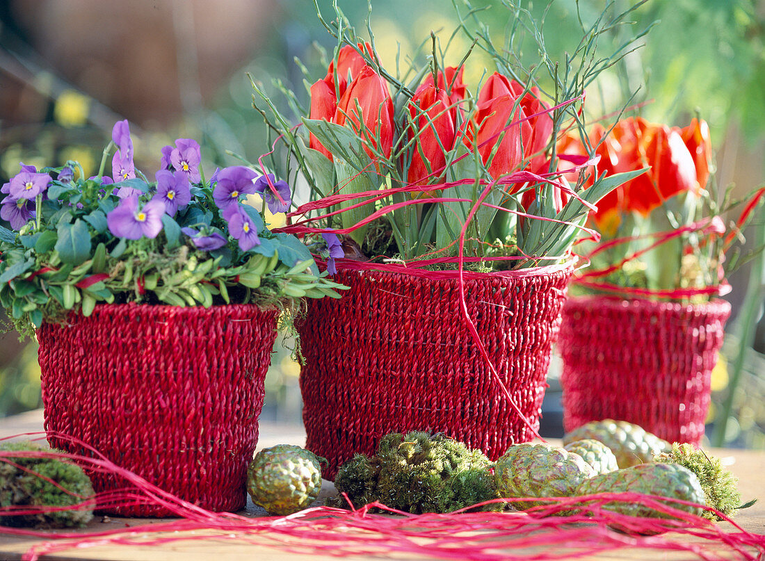 Körbe mit Viola (Hornveilchen), Tulipa (Minitulpen), Hedera (Efeu)