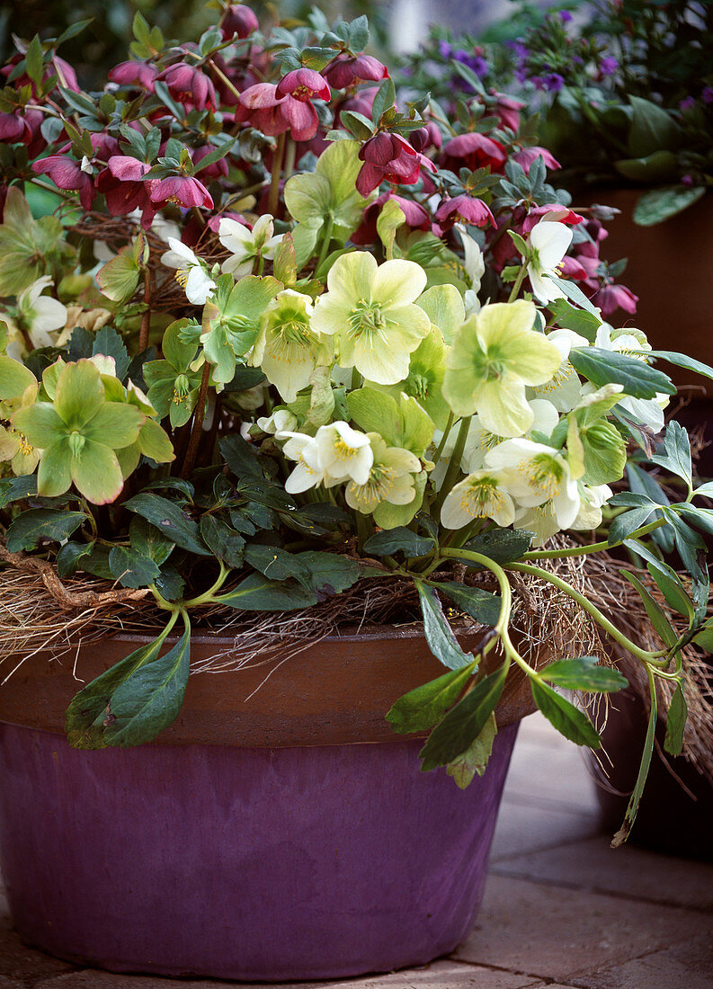 Helleborus orientalis, Helleborus niger 'Mischa' (Lenzrose)