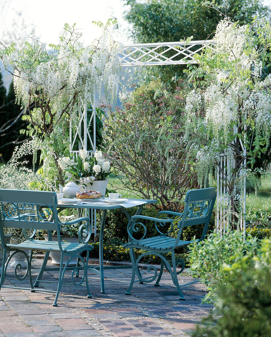 weiße Frühlingsterrasse mit Wistera floribunda 'Alba'