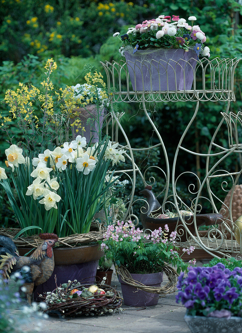 Narcissus poeticus 'Actaea' (Poet's narcissus, Narcissus)