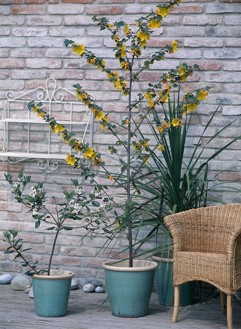 Fremontodendron californicum, Rhaphiolepis umbellata