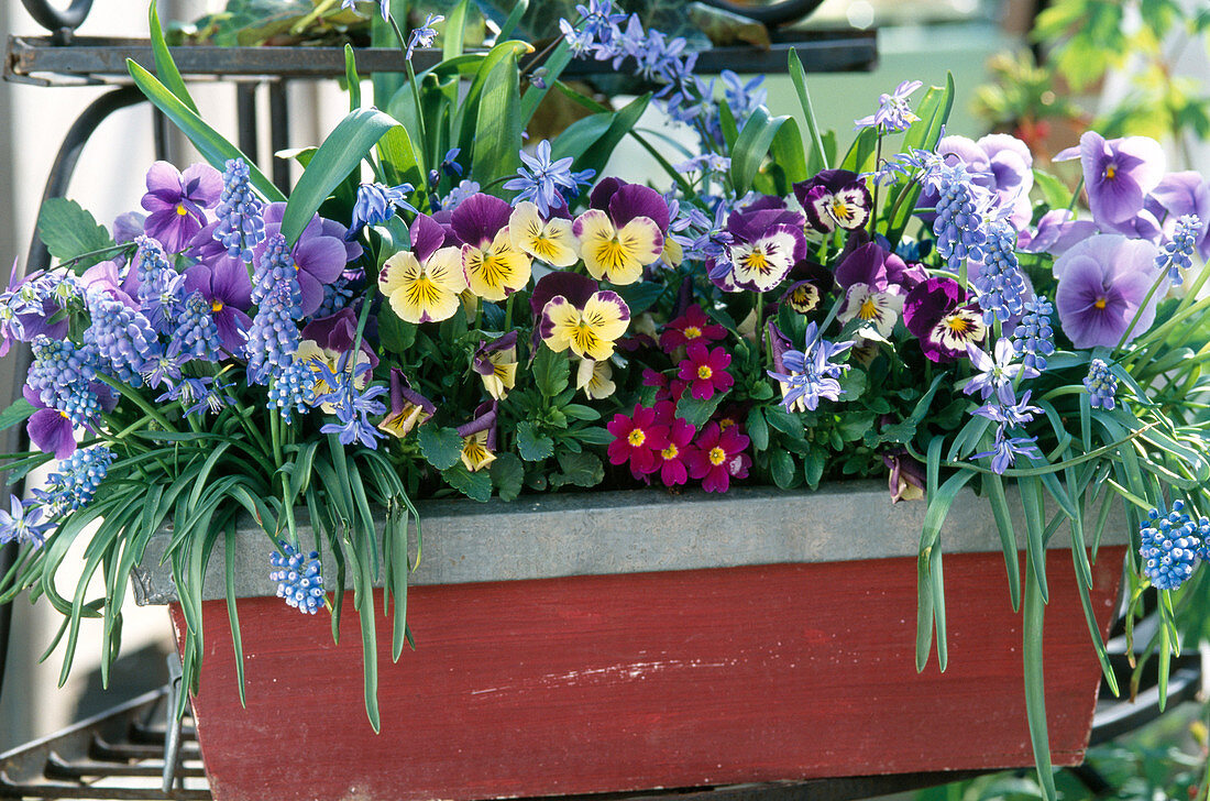 Muscari (Grape Hyacinth), Scilla (Blue Star), Viola