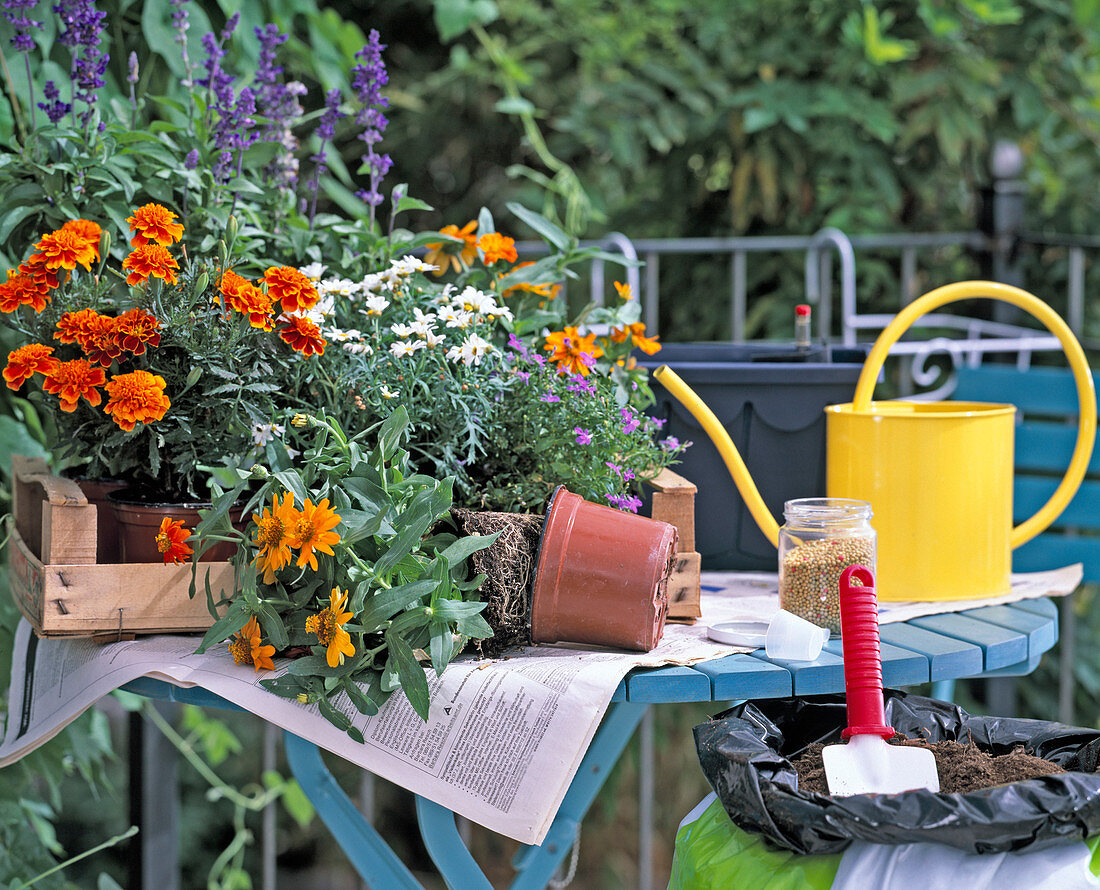 Balkonkasten mit Sommerblumen bepflanzen