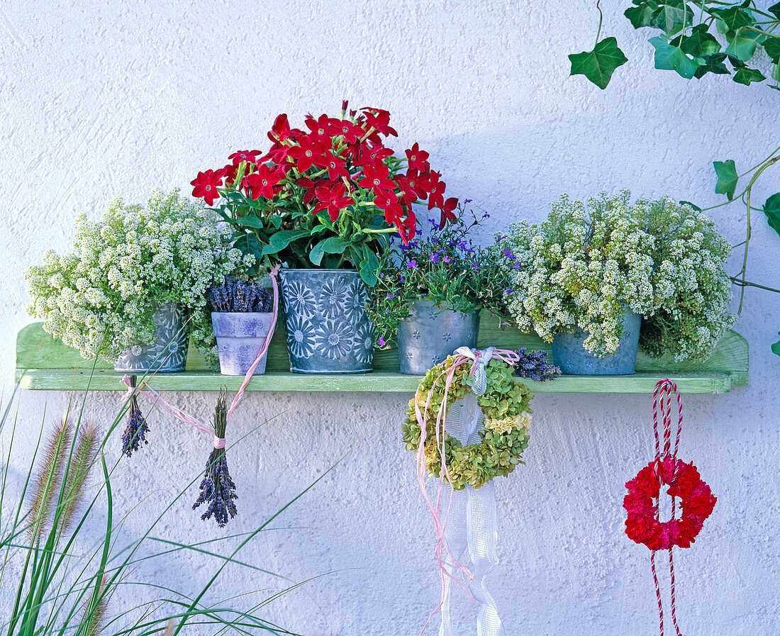 Wall shelf with Lobularia maritima (scented stonewort)