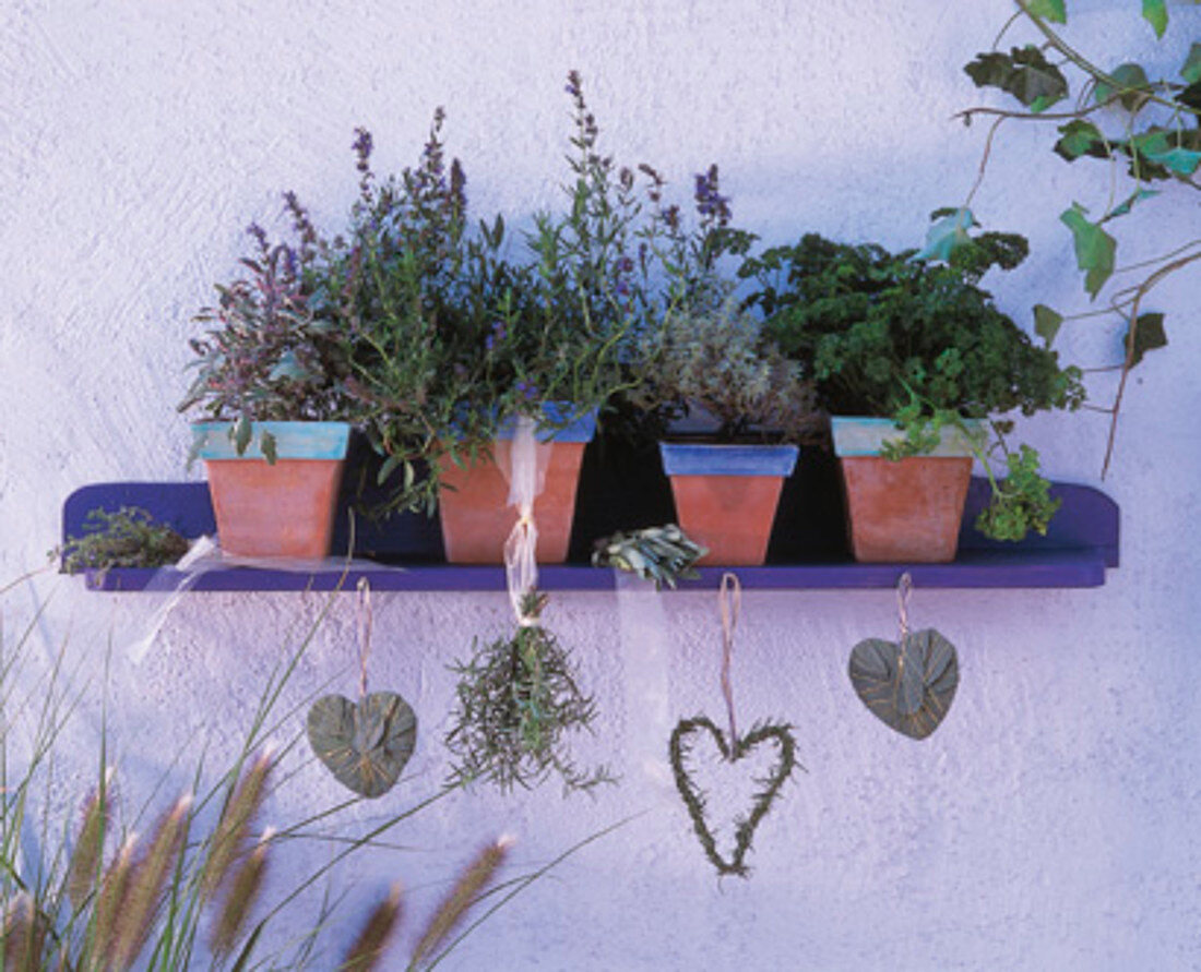 Wall shelf with Salvia 'Icterina', Satureja (savory)