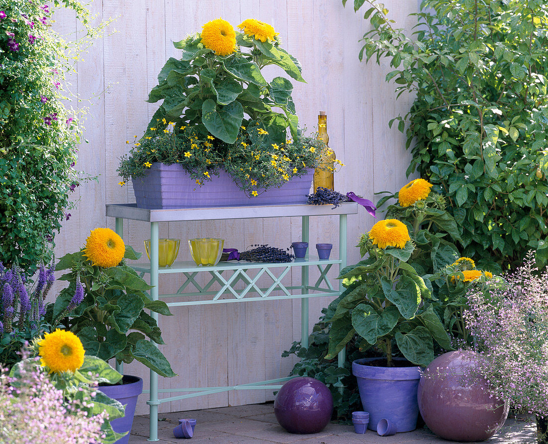 Blumenbank mit Helianthus annuus 'Teddybär' (Sonnenblume)