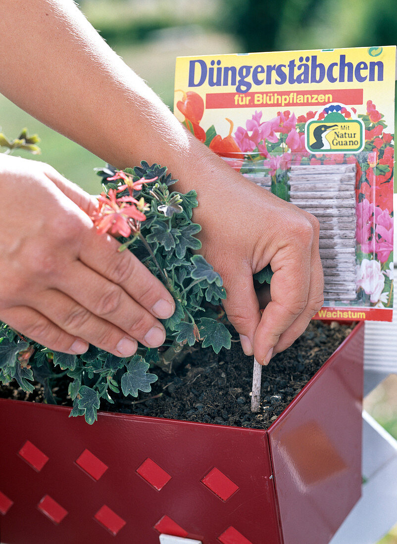 Continuous fertilisation with sticks inserted into the balcony flower soil.