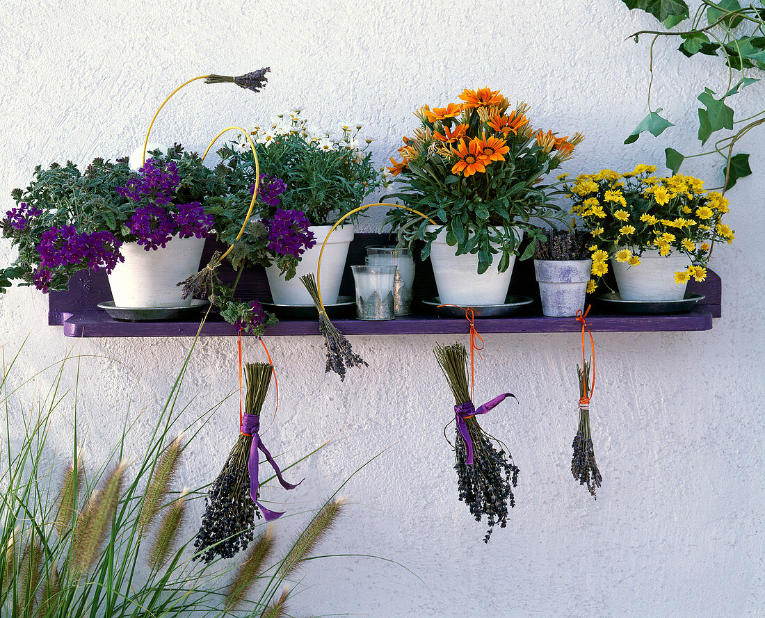 Wall shelf with Gazania F1 Sunshine Mixture, Argyranthemum