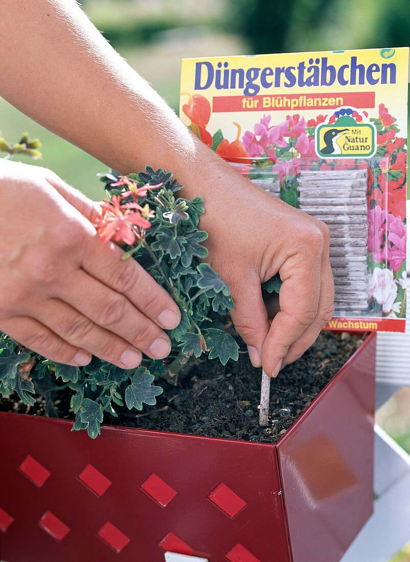 Dauerdüngung mit Stäbchen