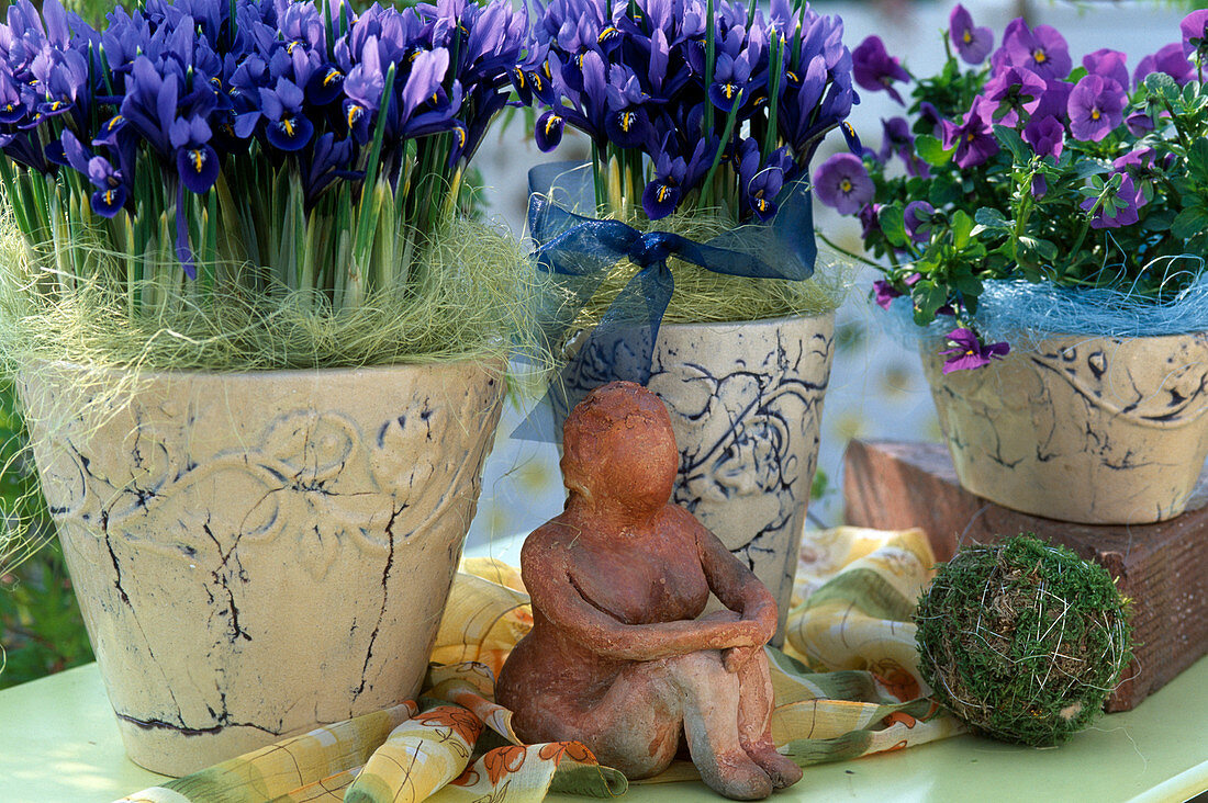 Iris reticulata (reticulated iris), table arrangement with female figure