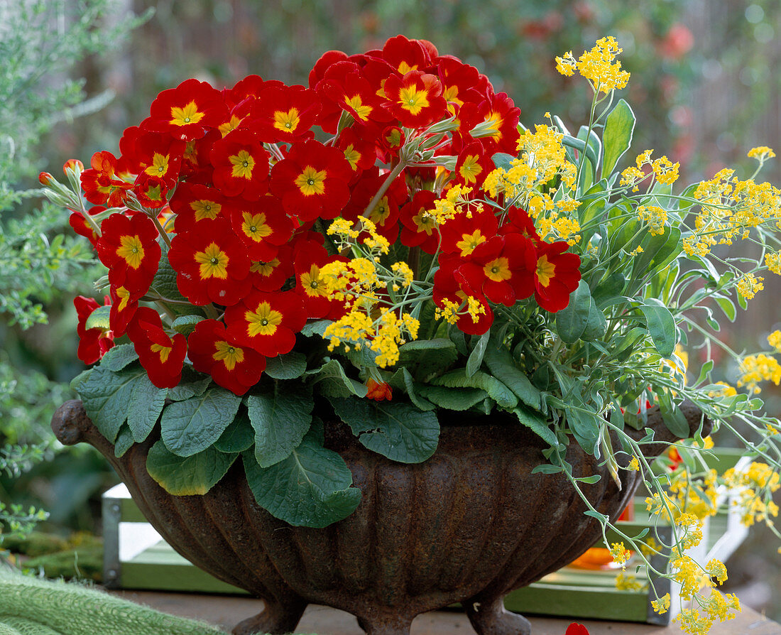 Iron bowl with Primula elatior 'Crescendo Leuchtrot', Alyssum